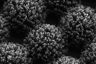 临高临高蔡司显微镜